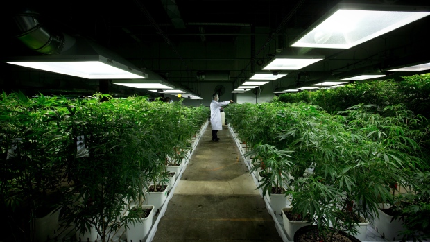 藥用大麻掀綠色淘金潮 生意額年達13億 商家爭領種植牌