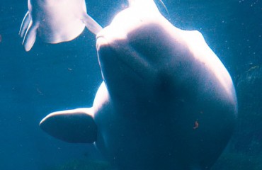 溫水族館續飼養鯨豚 不再繁殖