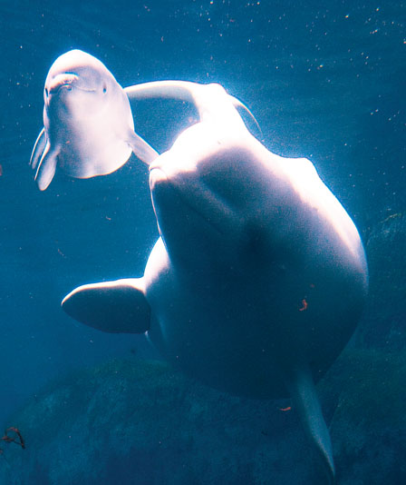 溫水族館續飼養鯨豚 不再繁殖
