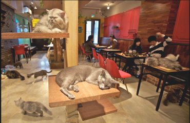 滿地可設北美首家貓咖啡店