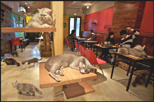 滿地可設北美首家貓咖啡店