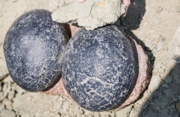 亞省發現更多恐龍蛋巢