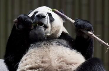 擠入沒上鎖熊貓館 遊客樹枝圖戳熊貓