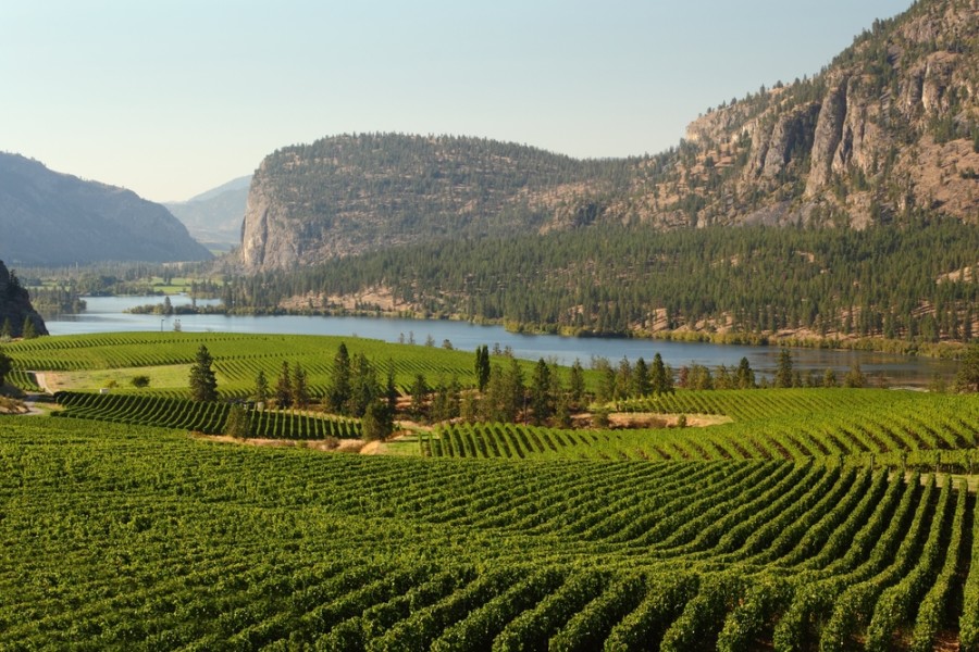 歐肯那根谷獲全球最佳葡萄酒種植區域第二名