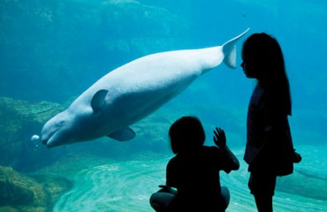 溫市水族館兩入十佳榜