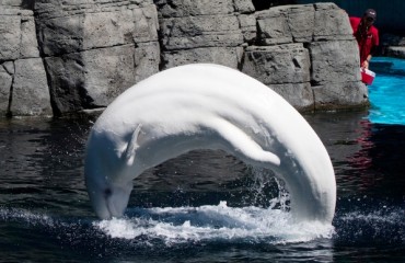 被禁繁殖鯨豚提訴訟 水族館指公園局越權