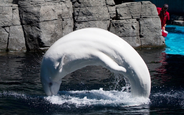 被禁繁殖鯨豚提訴訟 水族館指公園局越權