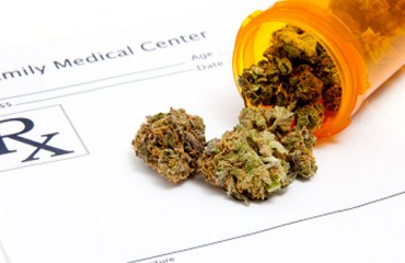 藥用大麻種植申請者眾 政府審批慢