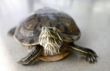 2華裔男走私烏龜被逮 51只活烏龜