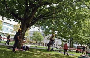 UBC鼓勵登記老樹