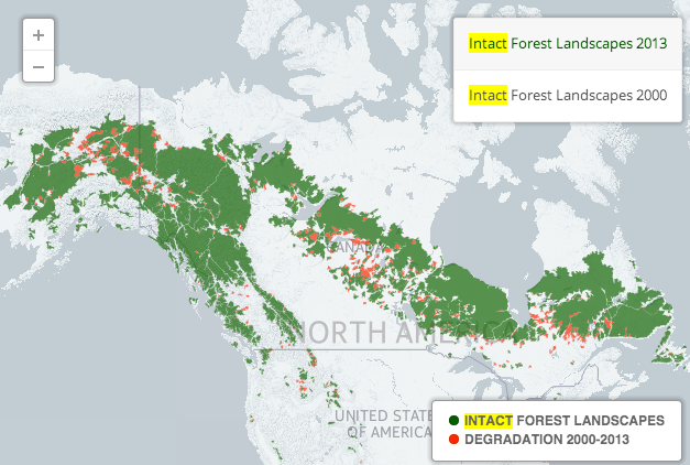 加拿大森林破坏全球最严重