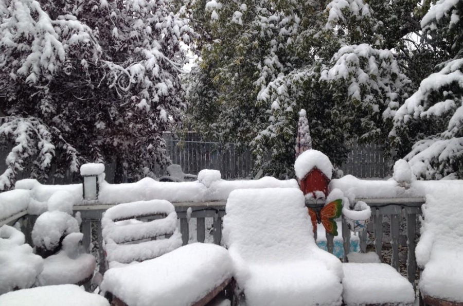 卡爾加里中秋降初雪