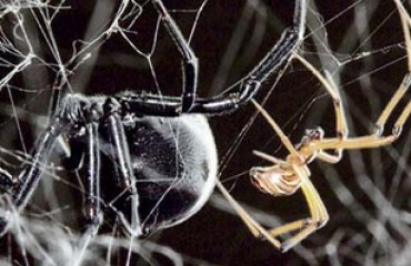 昆蟲專家澄清誤解 家居守護神 蜘蛛不傷人