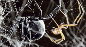 昆蟲專家澄清誤解 家居守護神 蜘蛛不傷人