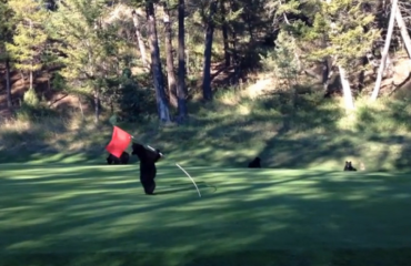 頑皮黑熊寶寶玩弄高爾夫標誌旗