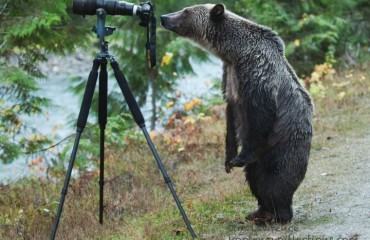 攝影師野外取景 灰熊「同業」來切磋