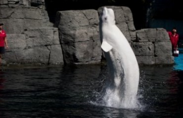 水族館禁繁殖鯨豚 NPA要翻案