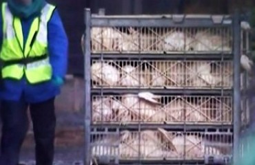 H7N9殺到低陸平原華女確診