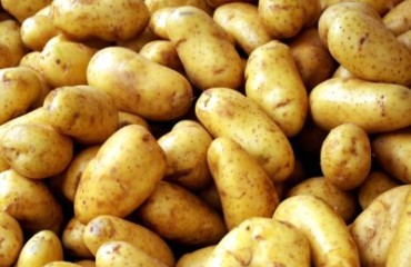 馬鈴薯 有助減肥