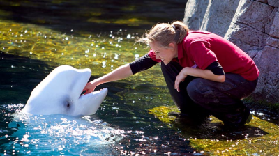 白鯨出訪死亡 溫水族館育種計劃挨轟