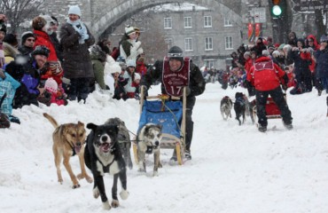 看雪橇犬賽跑是一種怎樣的體驗？