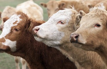 阿省現瘋牛症 多地禁入口加國牛肉