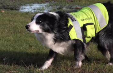 驅鳥保飛行安全 YVR培訓新獵犬