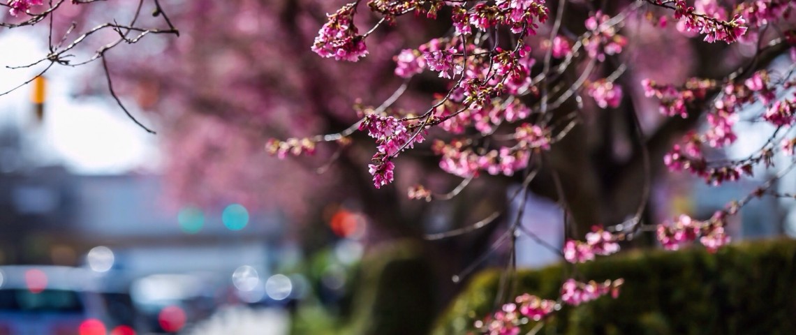 Vancouver Cherry Blossom Festival 温哥华樱花节 2015