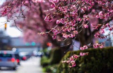 Vancouver Cherry Blossom Festival 温哥华樱花节 2015