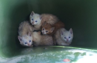 蘭裡垃圾桶內發現五隻小貓