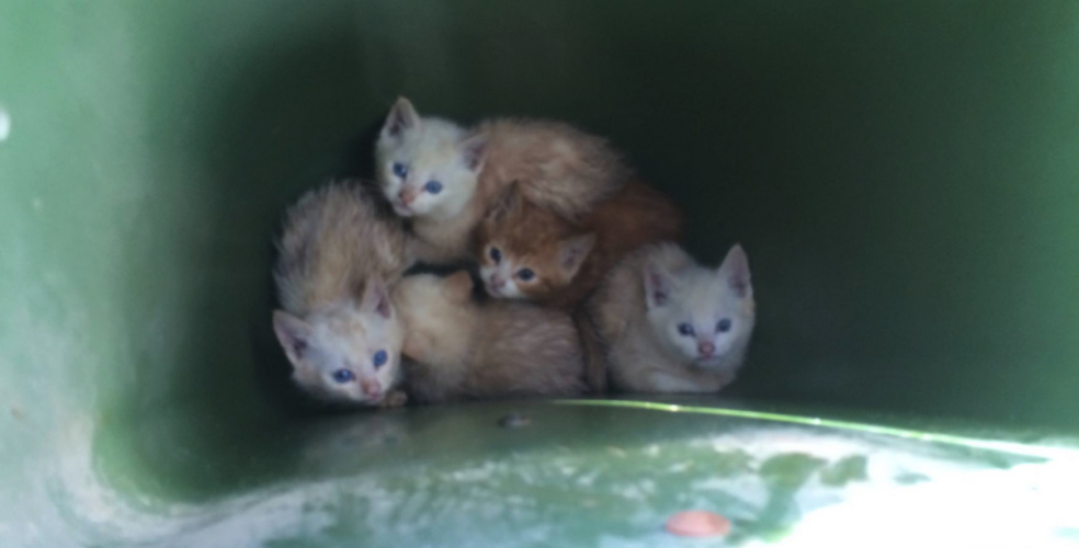 蘭裡垃圾桶內發現五隻小貓