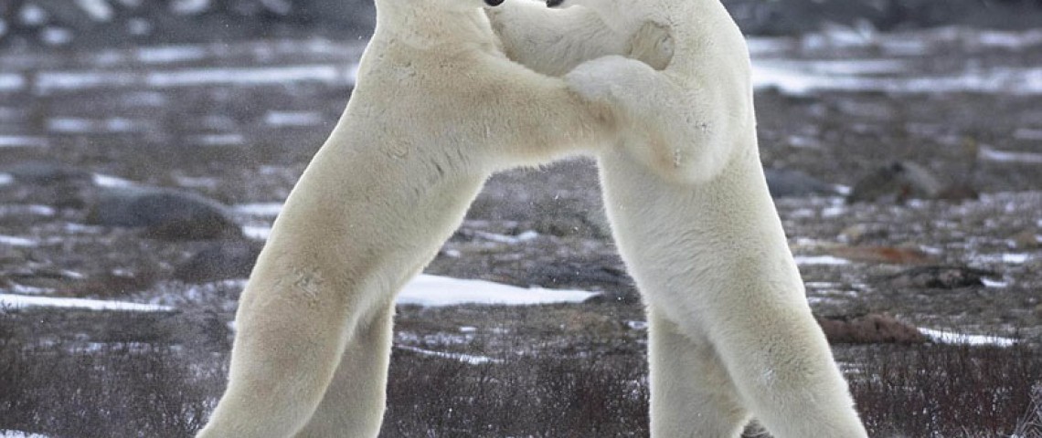 攝影師加拿大拍到北極熊打架萌照