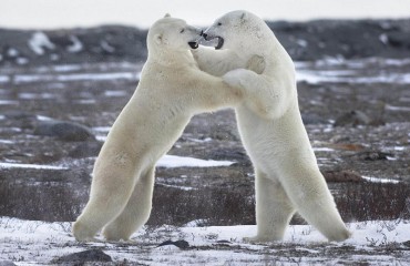 攝影師加拿大拍到北極熊打架萌照