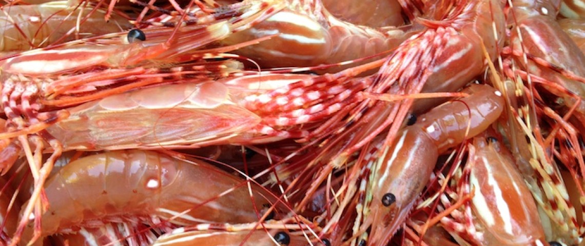 BC Spot Prawn Festival BC省斑點蝦節 2015