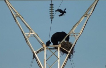 加拿大國家公園：黑熊爬輸電塔吃烏鴉蛋得逞