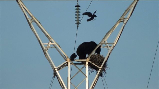 加拿大國家公園：黑熊爬輸電塔吃烏鴉蛋得逞