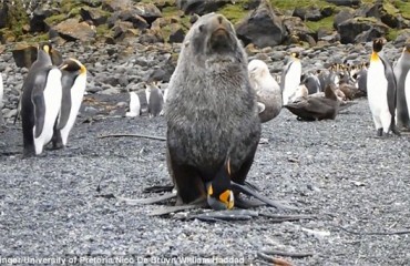 科學家拍到南極海豹強姦企鵝罕見照片
