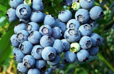 藍莓證實有助抗衰老