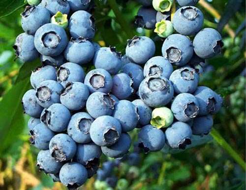 藍莓證實有助抗衰老