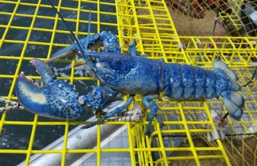 大西洋省份漁民捕獲藍龍蝦和黃龍蝦