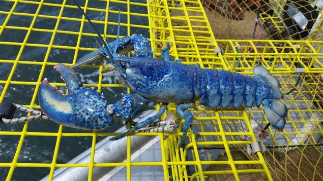 大西洋省份漁民捕獲藍龍蝦和黃龍蝦