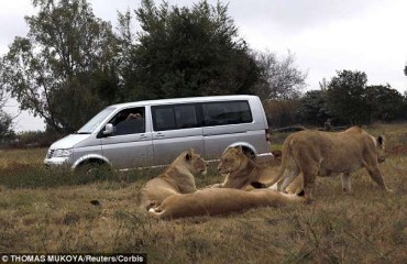 曾製作《權力遊戲》溫哥華女子 南非觀光遭獅子咬死