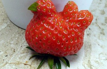 英國惊現雞形草莓：這些蔬果都“成精”了