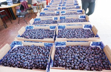 藍莓早熟3周 自採開放
