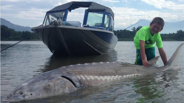 9歲男孩在加拿大弗雷澤河釣到272公斤巨大鱘魚