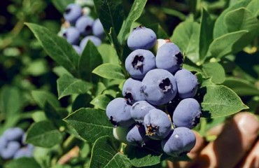 列治文農夫：藍莓天熱早熟僅7成可摘