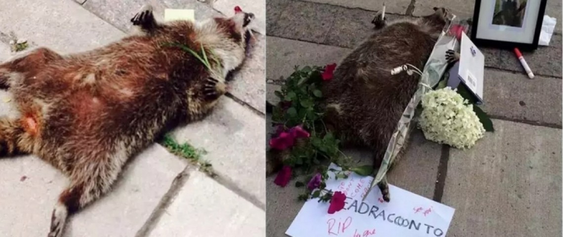 多倫多一隻猝死街頭的小浣熊..竟然造成萬人空巷的盛大葬禮！