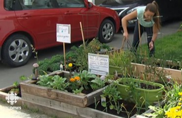 抗強拆：渥太華情侶拒絕拆除菜園圍欄