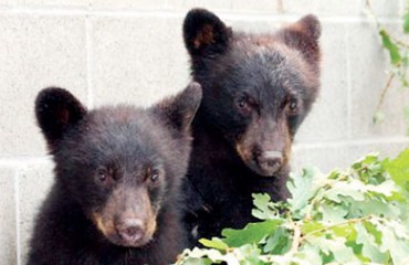 拒絕射殺兩隻小熊 保育員停薪停職