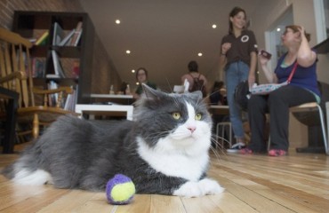 溫哥華首家「貓咖啡店」 預計10月開幕